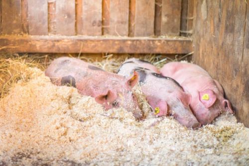 34783740 899407450242180 6409074955006246912 o