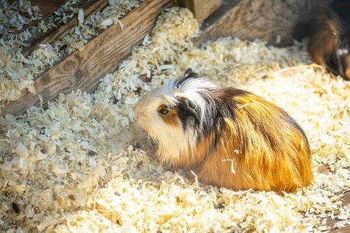 44135722 1004216126427978 4842394490289258496 o